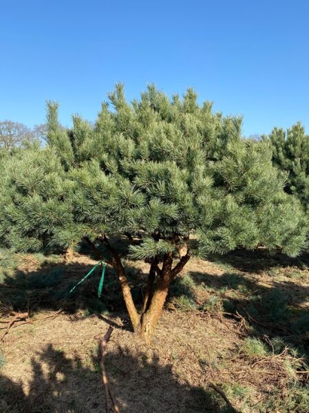 Strauch-Wald-Kiefer Schirmform (Nr.1366) / Pinus sylvestris 'Watereri'  250 cm breit  x 200m hoch
