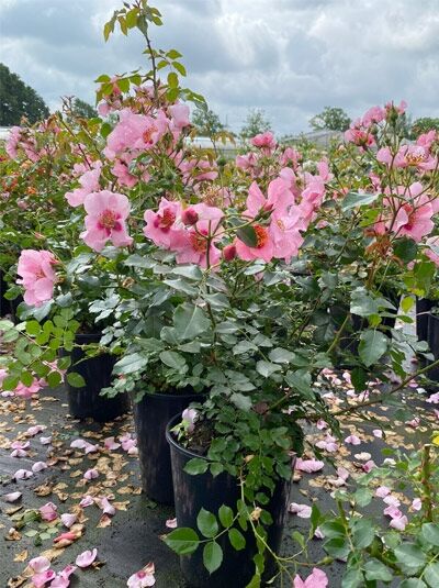 Beetrose Rosa 'Orienta' Farina (Rosa 'Orienta' ® Farina) C5 im Topf mit zahlreichen rosa Blüten und grünem Laub