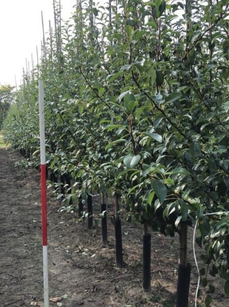 Birne 'Clapps Liebling' (Pyrus communis 'Clapps Favourite') Halbstamm 12-14 StU, Jungbäume in Reihen mit grünem Laub.