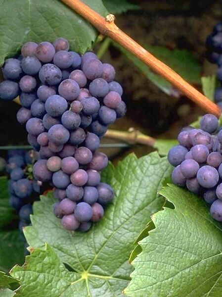 Vitis 'Blauer Burgunder' / Weintraube 'Blauer Burgunder' mit blauen Trauben am Rebstock und grünen Blättern
