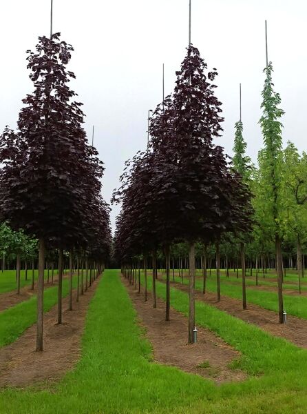 Spitz-Ahorn Acer platanoides 'Royal Red' Hochstamm 30-35 StU, Bäume mit dunkelrotem Laub in Reihe gepflanzt.