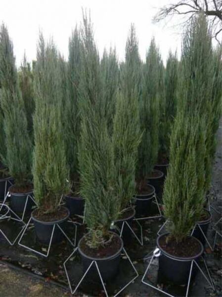 Blauer Raketen-Wacholder / Blauer Raketen-Wacholder