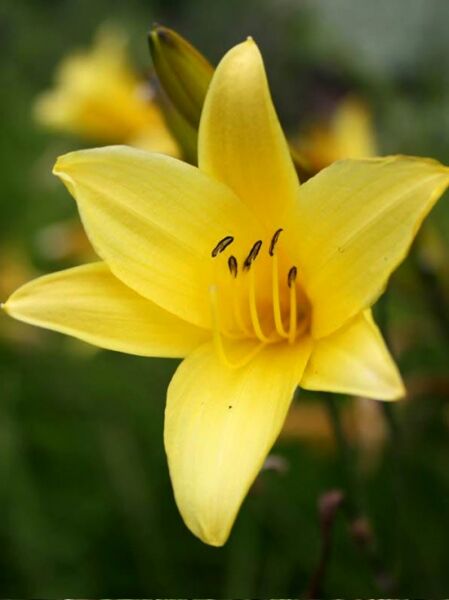 Thunbergs Taglilie / Hemerocallis thunbergii