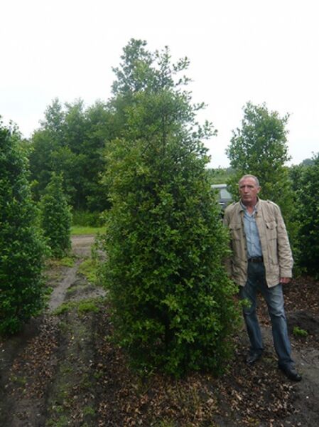 Europäische Stechpalme 'Alaska' (Ilex aquifolium 'Alaska') 300-350 cm m. Db., Solitärgehölz im Feldbestand.