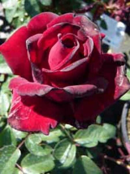 Edelrose 'Ingrid Bergmann' / Rosa 'Ingrid Bergmann ®'