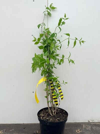 Kolkwitzia amabilis (Kolkwitzie, Perlmuttstrauch) 40-60 cm C3, mehrtriebige Jungpflanze im schwarzen Topf mit grünen Blättern