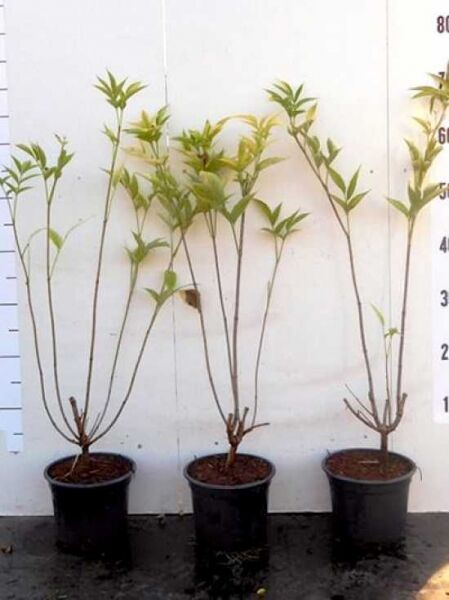 Sambucus nigra 'Aurea' / Gold-Holunder, 40-50 cm C3, mehrtriebige Jungpflanzen im Topf mit hellgrünem Laub