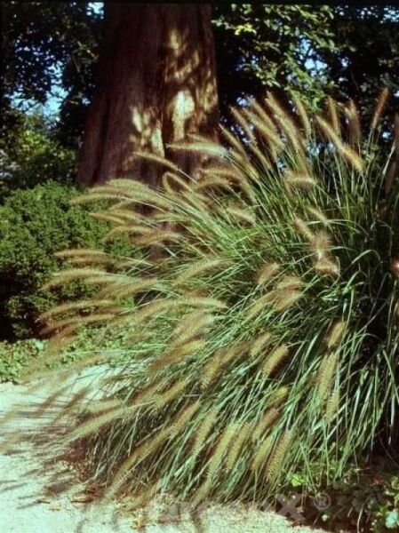 Pennisetum alopecuroides / Australisches Lampenputzergras