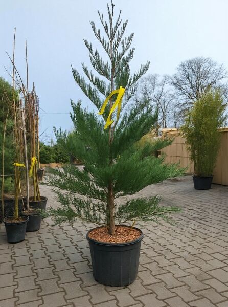 Sequoiadendron giganteum (Bergmammutbaum) im Pflanzcontainer C20, ca. 125–150 cm hoch, mit aufrechtem Stamm und grünen Nadeln