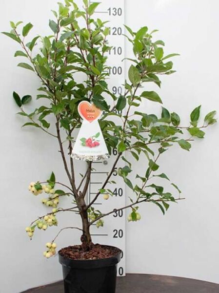 Malus 'Red Sentinel' / Zierapfel 'Red Sentinel' 80-100 cm C7, im Topf, mehrtriebig mit grünem Laub und gelben Früchten