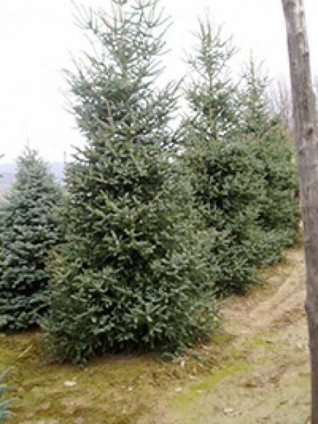 Abies pinsapo / Spanische Tanne / Pinsapo-Tanne