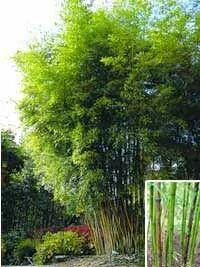 Gold Haar Bambus / Phyllostachys nigra henonis