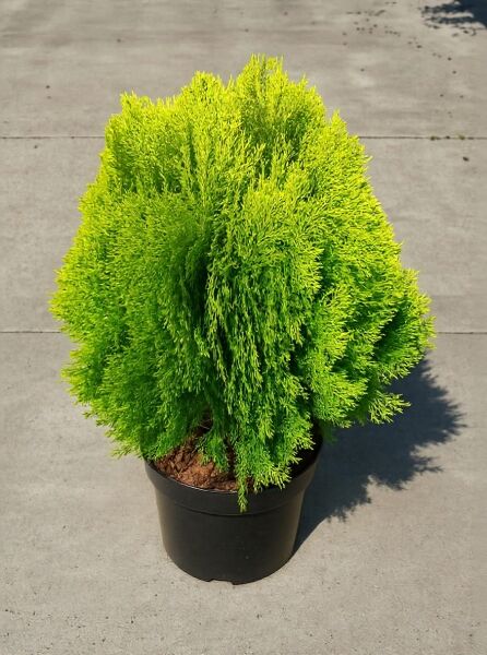 Thuja orientalis 'Aurea Nana' / Morgenländischer Lebensbaum 'Aurea Nana' 30-40 cm C15, kompakter Nadelstrauch im Topf