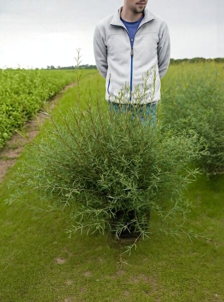 Salix purpurea 'Nana' Kugel-Weide, Zwerg-Purpur-Weide 80-100 cm C20, buschiger Strauch im Container mit schmalen Blättern