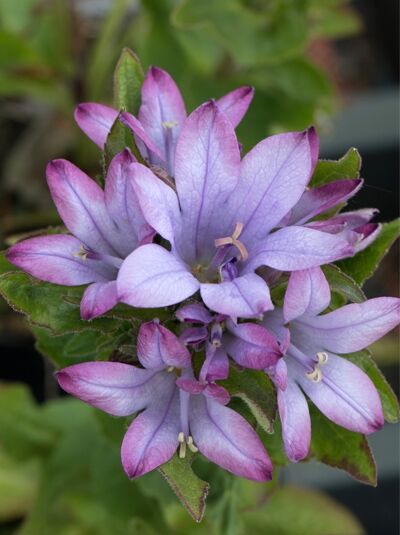 Garten-Knäuel-Glockenblume 'Caroline' - Campanula glomerata 'Caroline'