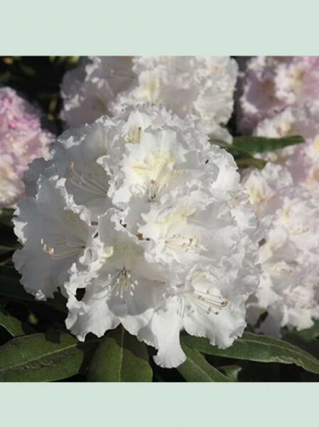 Rhododendron 'Cape White' / Rhododendron Hybride 'Cape White'