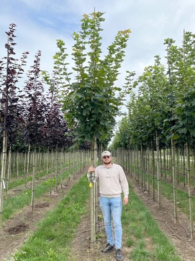 Acer platanoides 'Cleveland' / Spitz-Ahorn 'Cleveland' Hochstamm 14-16 StU, gerader Stamm mit dichter grüner Krone im Feldanbau.