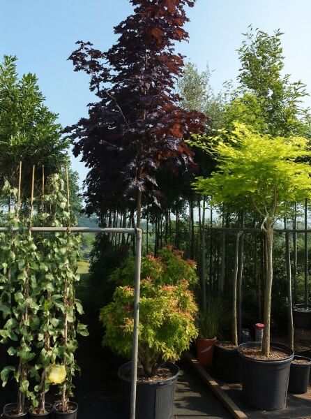 Acer platanoides 'Crimson King' / Blut-Ahorn 'Crimson King' Hochstamm im Container, 12–14 StU, mit dunkelrotem Laub.
