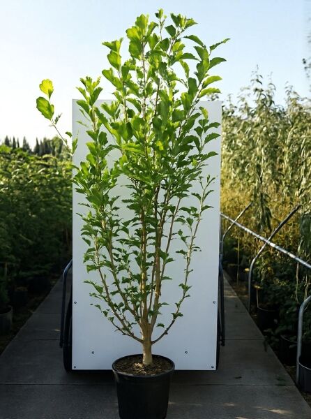 Magnolia kobus (Kobus-Magnolie) 150–175 cm im C20-Container, mehrtriebiger Jungbaum mit grünem Laub.