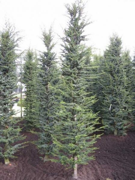 Cedrus libani 'Fastigiata' (Säulen-Libanon-Zeder) 250–300 cm mit Drahtballen, aufrecht wachsendes Nadelgehölz im Feldbestand.