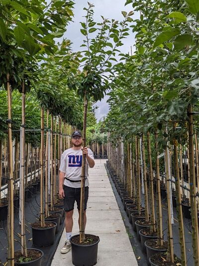 Prunus serrulata 'Kanzan' (Japanische Nelken-Kirsche), Stamm 225 cm, 8–10 StU, im Container, Baum im Baumschulquartier