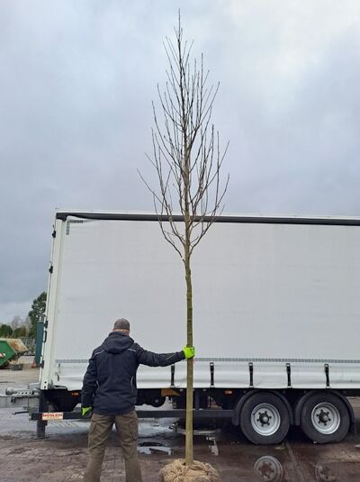 Magnolia soulangiana / Tulpen-Magnolie Hochstamm 16-18 StU m. Db., laubloser Hochstamm mit Ballen und Krone