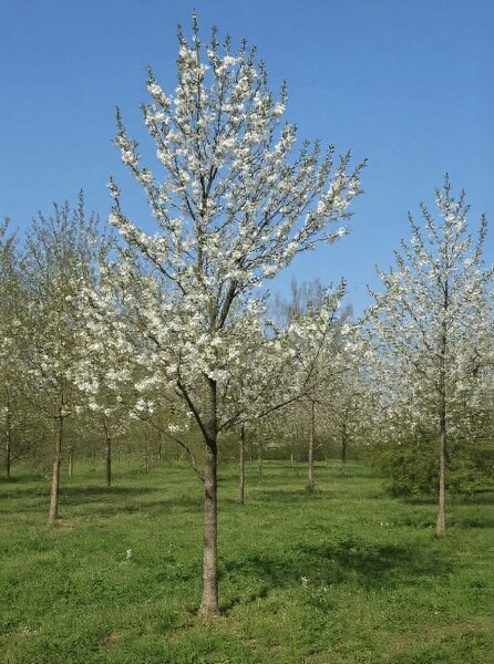 Prunus avium 'Landscape Bloom' (Vogel-Kirsche) als Baum mit weißer Blüte im Austrieb in der Baumschule.