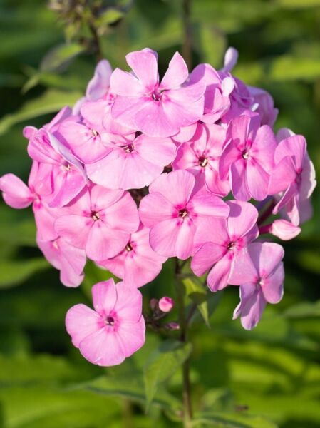 Großblättrige Flammenblume 'Minnehaha' / Phlox amplifolia 'Minnehaha'