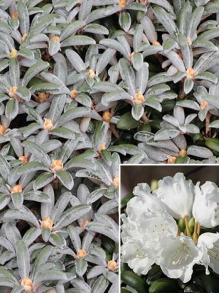 Rhododendron yakushimanum 'Schneekissen' auf Stamm / Rhododendron 'Schneekissen' auf Stamm mit grau-grünem Laub und weißen Blüten