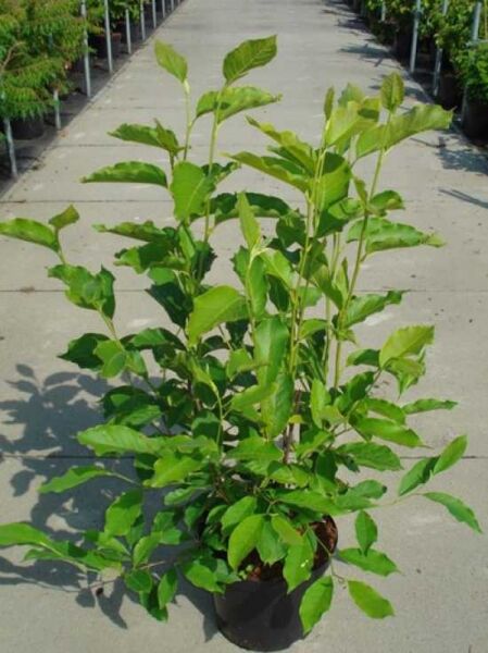 Magnolia soulangiana (Tulpen-Magnolie) 100-125 cm C12, mehrtriebige junge Pflanze im Container mit grünem Laub