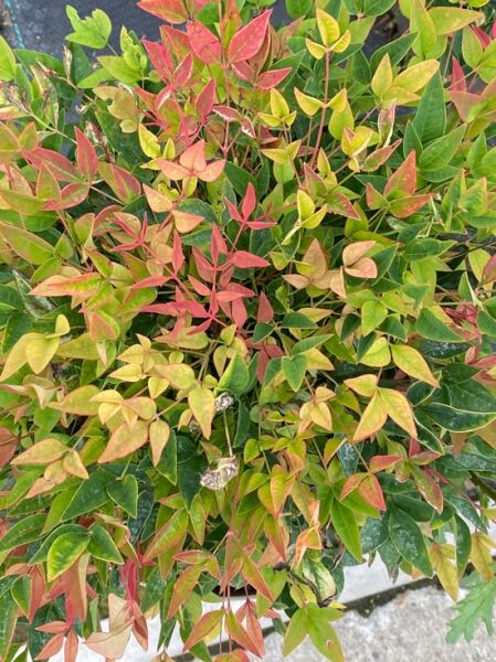 Heiliger Bambus 'Twilight' / Bunter Himmelsbambus 'Twilight' / Heiliger Bambus 'Twilight' / Bunter Himmelsbambus 'Twilight'