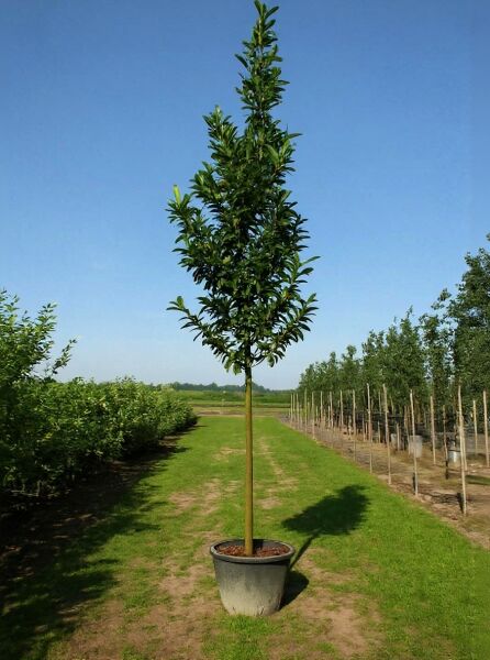 Prunus laurocerasus 'Caucasica' / Kirschlorbeer 'Caucasica' Hochstamm 200 cm, Stamm 16-18 StU, im Container mit grünem Laub