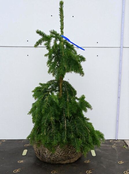 Hängende Nordmanns-Tanne (Abies nordmanniana 'Pendula') 100–120 cm, Ballenware, mit überhängenden Zweigen.