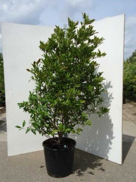 Magnolia stellata 'Chrysanthemumiflora' / Stern-Magnolie 'Chrysanthemumiflora', 175–200 cm, im Container C50, buschiger Wuchs