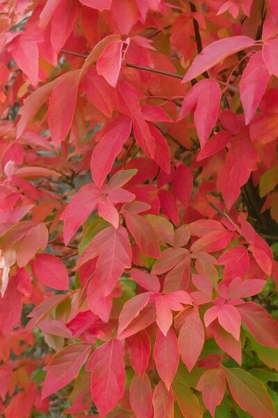 Zimt-Ahorn (Acer griseum) mit rot verfärbtem Herbstlaub, Variante 200-250 cm C50