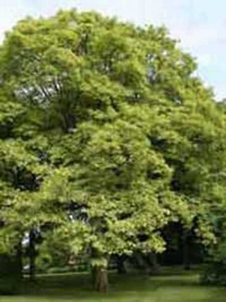 Berg-Ahorn 'Leopoldii' / Acer pseudoplatanus 'Leopoldii'