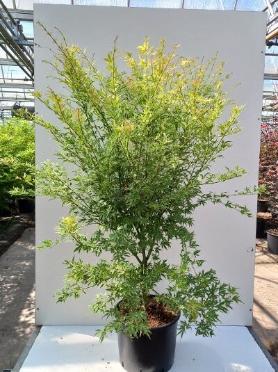 Japanischer Fächerahorn Acer palmatum ‘Metamorphosa‘ 100-125 cm C20, mehrstämmiger Strauch im schwarzen Container mit grünem Laub