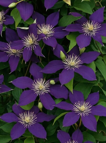 Clematis Hybride 'North Star' / Waldrebe 'North Star' mit violetten Blüten und weißem Blütenzentrum, umgeben von grünen Blättern