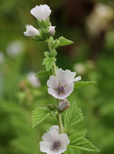 Echter Apotheken-Eibisch (Althaea officinalis) mit hellrosa Blüten und grünen Blättern am aufrechten Stängel.