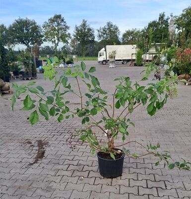 Sambucus nigra 'Haschberg' / Schwarzer Holunder 'Haschberg' 125-150 cm C20, mehrstämmiger Strauch im Container mit grünen Blättern