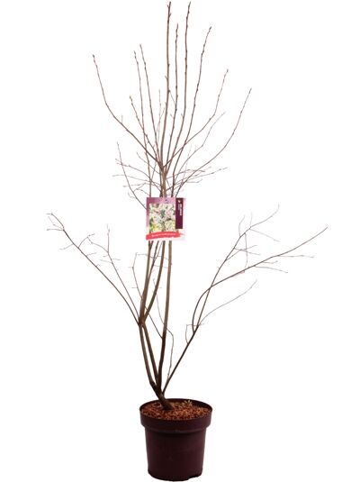 Kupfer-Felsenbirne / Amelanchier lamarckii