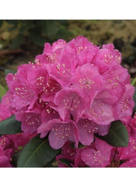 Rhododendron Hybride 'Abraham Lincoln' / Rhododendron 'Abraham Lincoln'