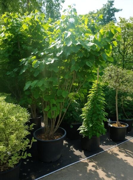 Chinesischer Judasbaum 'Avondale' (Cercis chinensis 'Avondale') 175-200 cm C70, mehrstämmig im Container mit grünen Blättern.