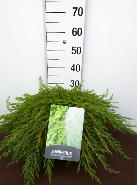 Grüner Kriech-Wacholder (Juniperus communis) ‘Green Carpet’, flach wachsend im Container C10, 40–50 cm breit.