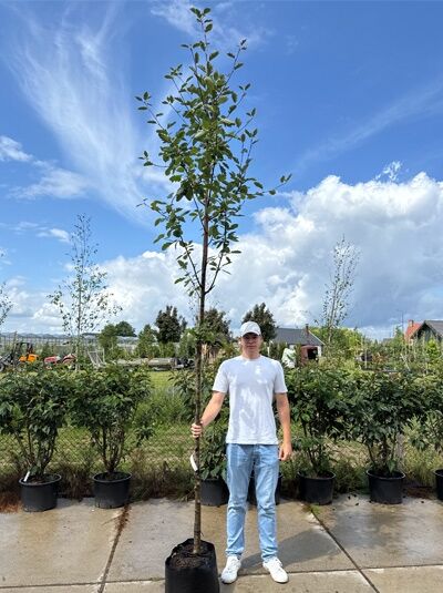 Sorbus intermedia (Schwedische Mehlbeere) Oxelbeere Hochstamm 10-12 StU im Container, junger Baum mit Stamm und Krone im Topf