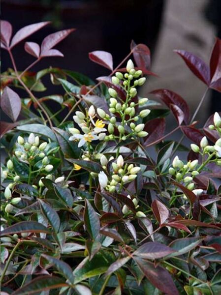 Nandina domestica 'Flirt' / Himmelsbambus 'Flirt' / Nandine 'Flirt'