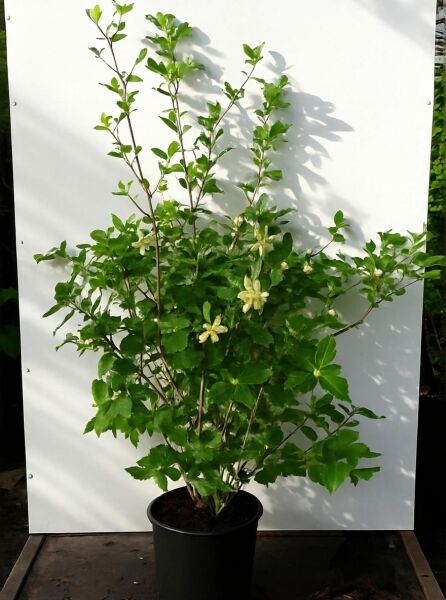 Gewürzstrauch 'Venus' (Calycanthus 'Venus') im Topf, buschiger Wuchs mit grünen Blättern und hellen Blüten, 125-150 cm C20