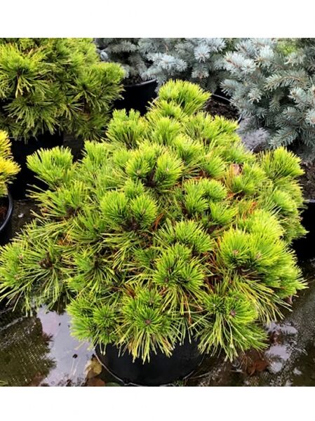 Pinus densiflora 'Low Glow' / Japanische Rotkiefer 'Low Glow' / Japanische Zwerg-Rot-Kiefer 'Low Glow' / Japanische Zwerg Rot Kiefer 'Low Glow'