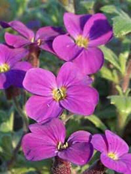 Blaukissen 'Cascade Purple' / Aubrieta 'Cascade Purple'