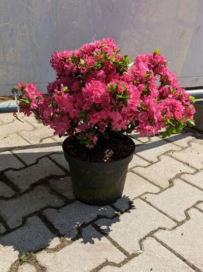 Rhododendron obtusum 'Kermesina' / Japanische Azalee 'Kermesina', 30–40 cm breit, im C5-Topf, mit pinken Blüten